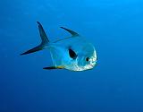 SXM proselyte reef aout 2007 3